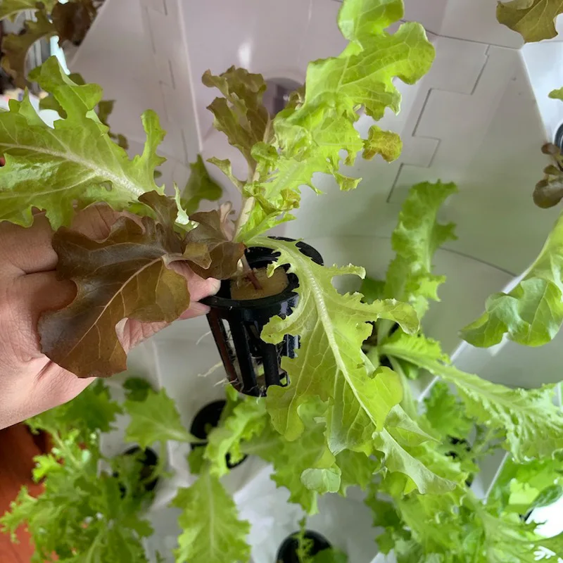 Agricultural Greenhouses Verti - огляд і ціна Agriculture Vertical Farming